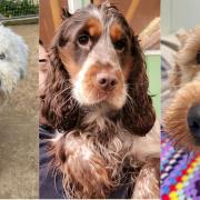 Captain, Haf and Quest are looking for a home