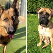 Rosie and Lilly have now been rehomed