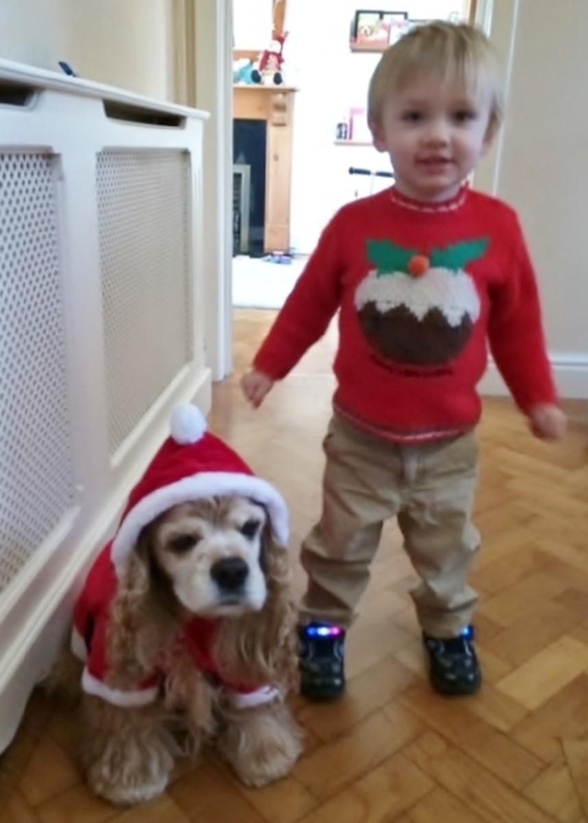 Buttons the American cocker spaniel is all ready for Christmas with
his best friend Zac in this picture sent
in by Alison Jones