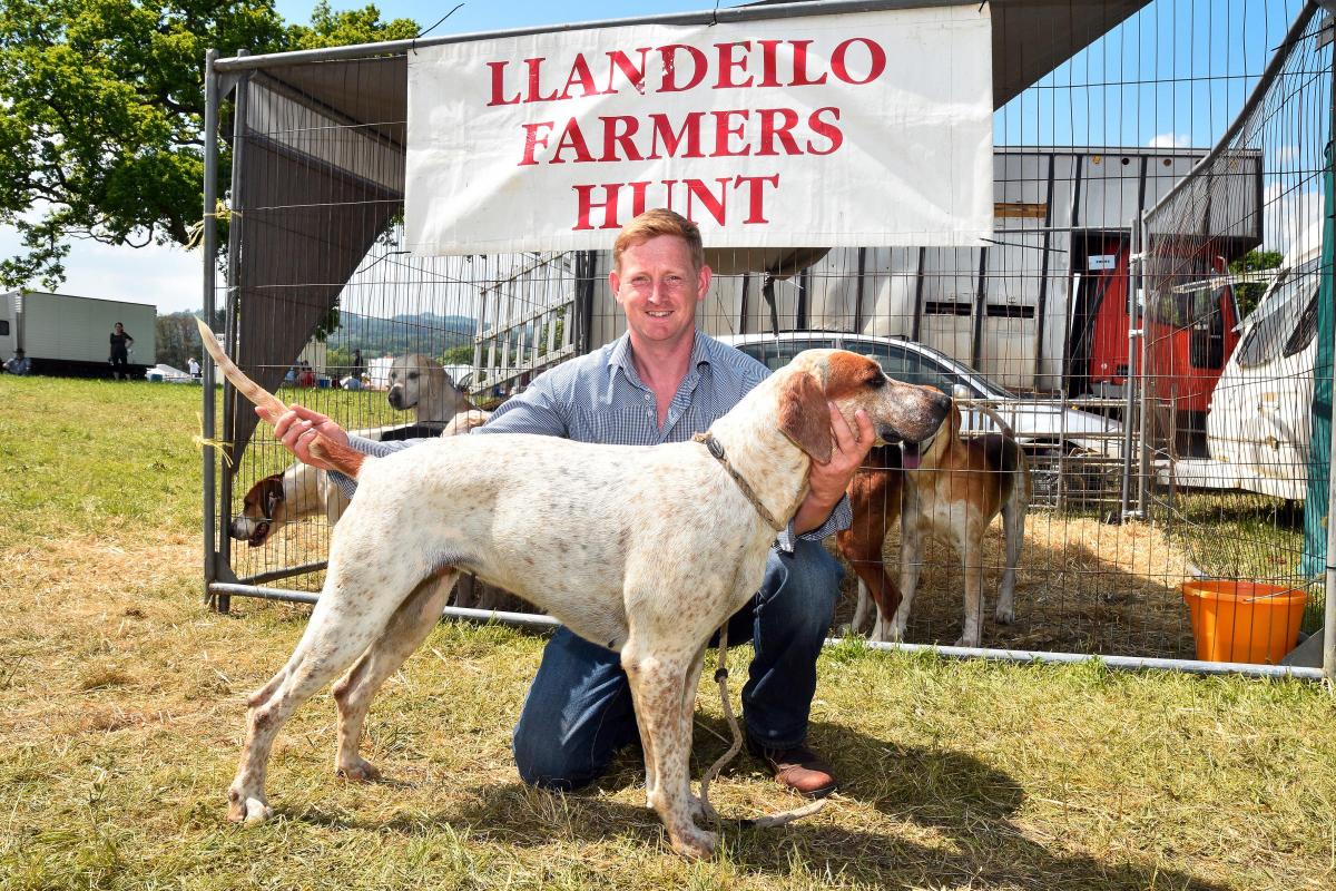 Llandeilo Farmers Huntsman Greg Baker with Streamline his Champion English Hound.  Pic Mark Davies