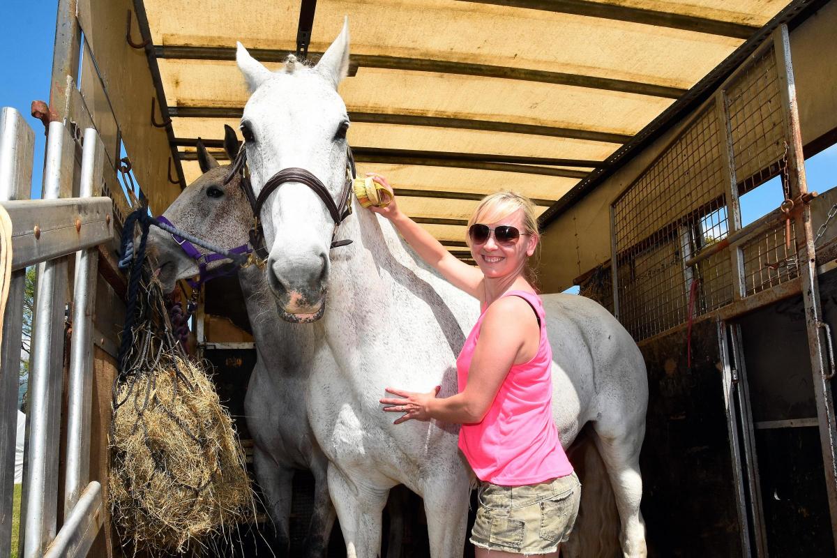 Gemma Baker grooms her horse Murphy at the Welsh Countryman's Game Fair.  Pic  Mark Davies