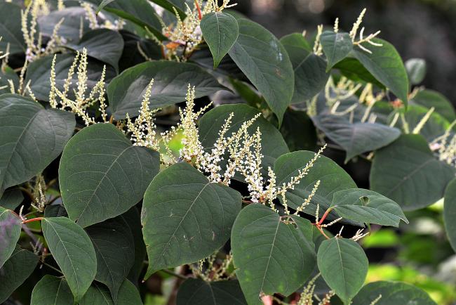 Japenese Knotweed  Picture: Pixabay